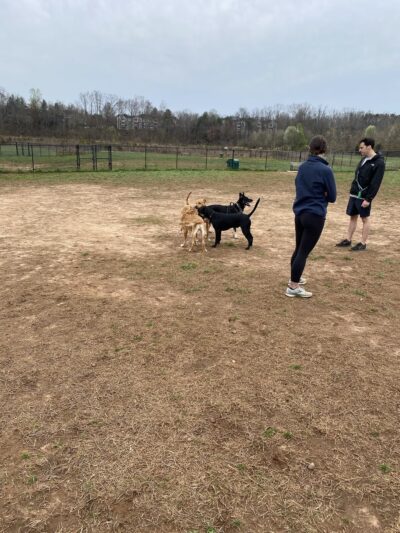 Jamison Dog Park - Winston-Salem, NC