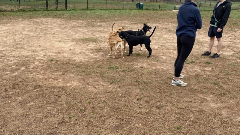 Jamison Dog Park - Winston-Salem, NC