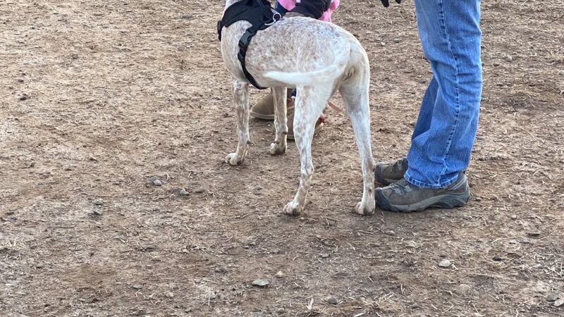 Jamison Dog Park - Winston-Salem, NC