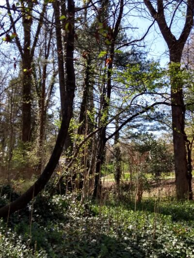 Lockland Park - Winston-Salem, NC