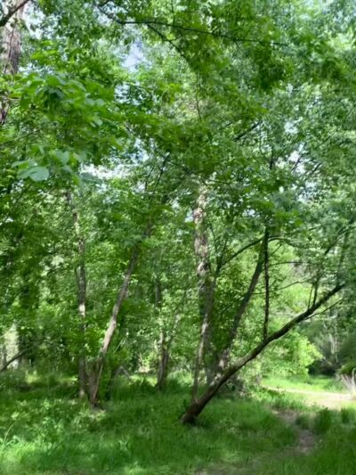 Walking Trails - Winston-Salem, NC