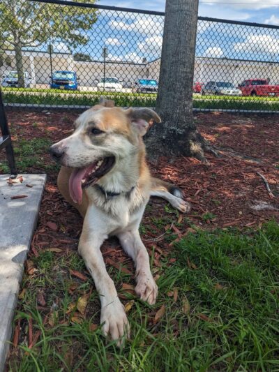 K9 Courtyard Dog Park - Winter Haven, FL