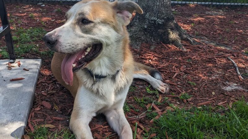 K9 Courtyard Dog Park - Winter Haven, FL