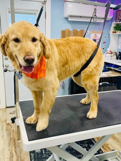 Birch Point Dog Spa - Wiscasset, ME