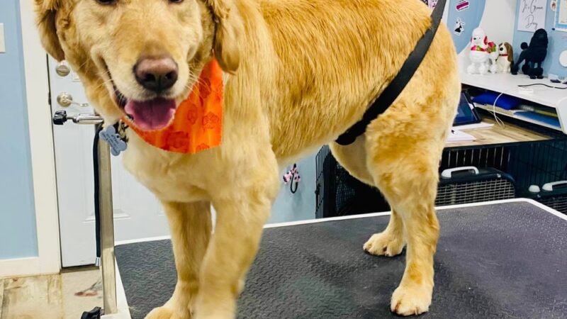 Birch Point Dog Spa - Wiscasset, ME