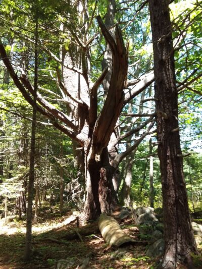 Chewonki's Eaton Farm Preserve (Back River Trail) - Wiscasset, ME