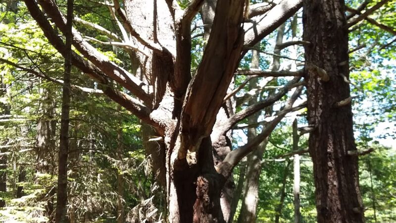 Chewonki's Eaton Farm Preserve (Back River Trail) - Wiscasset, ME