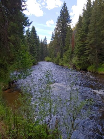 Lodgepole Campground - Wise River, MT
