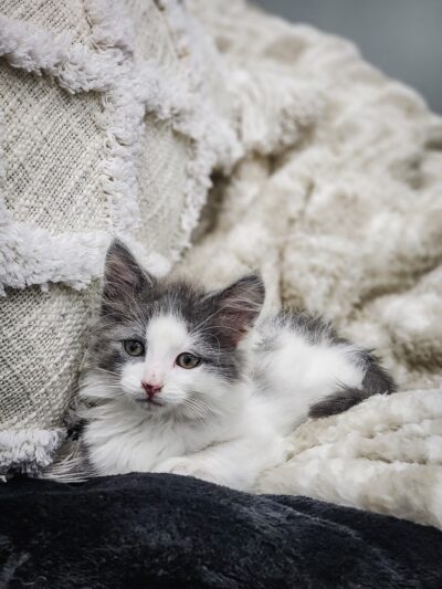 Paw Plaza LLC - Wise, VA