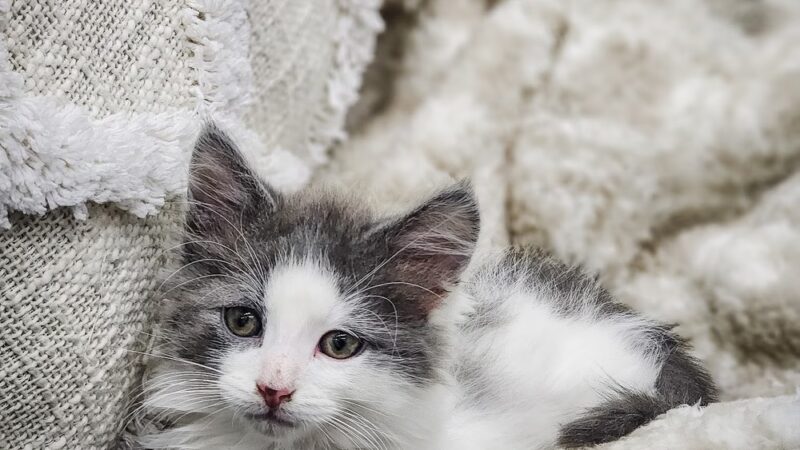 Paw Plaza LLC - Wise, VA