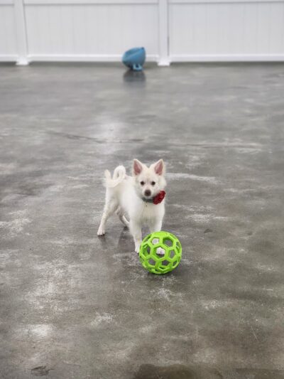 Paw Plaza LLC - Wise, VA