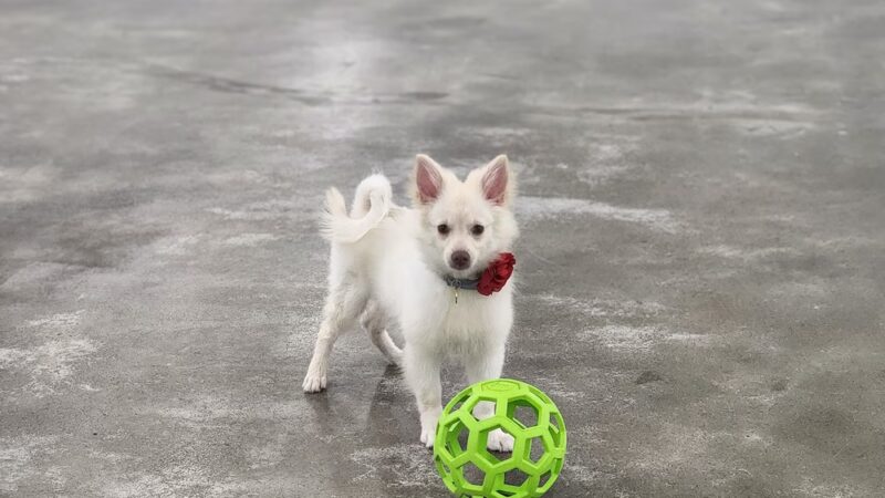 Paw Plaza LLC - Wise, VA