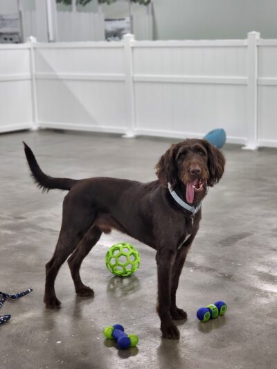 Paw Plaza LLC - Wise, VA