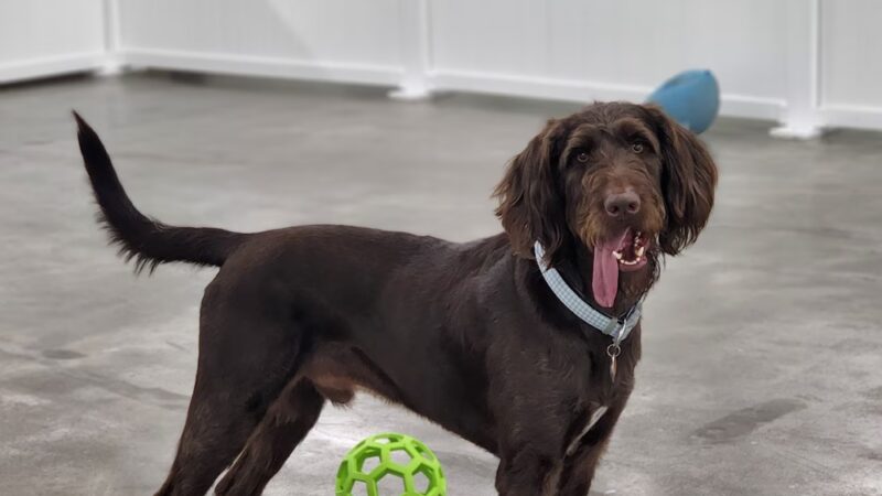 Paw Plaza LLC - Wise, VA