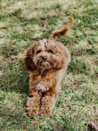 Paw Plaza LLC - Wise, VA