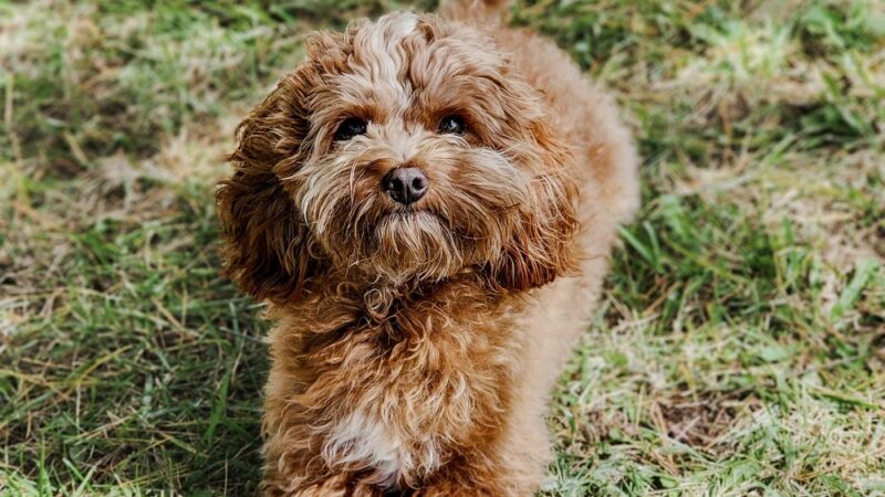 Paw Plaza LLC - Wise, VA