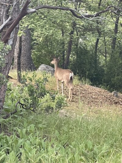Wishon Point Campground - Wishon, CA