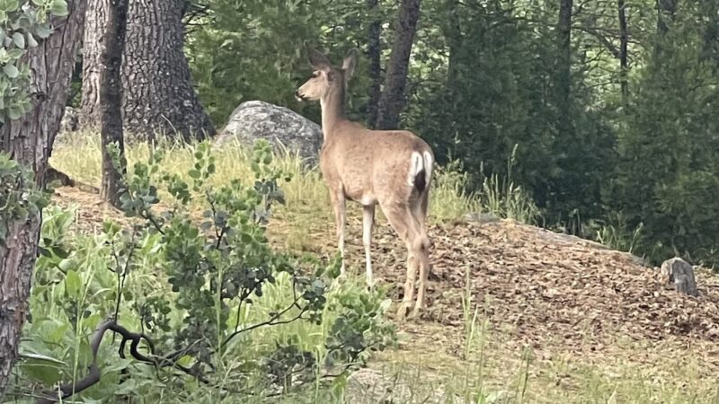 Wishon Point Campground - Wishon, CA