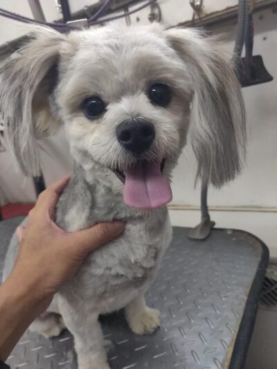 Wonder Mobile Grooming - ,