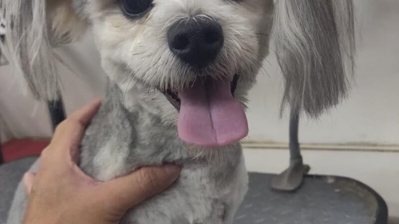 Wonder Mobile Grooming - ,