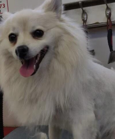 Wonder Mobile Grooming - ,