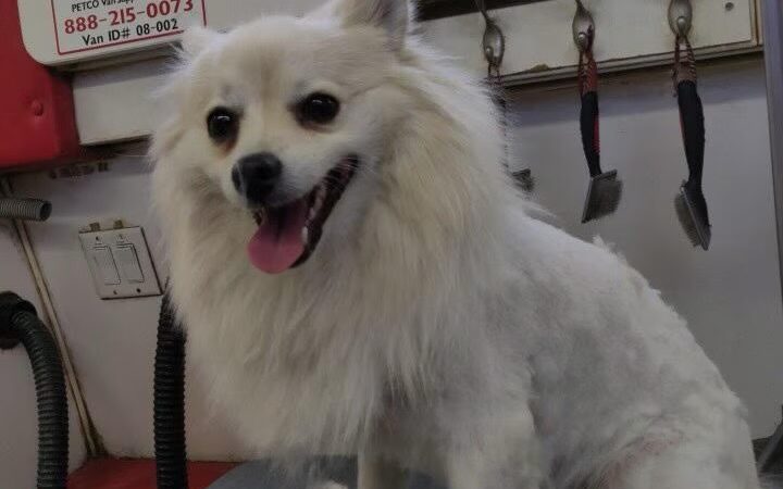 Wonder Mobile Grooming - ,