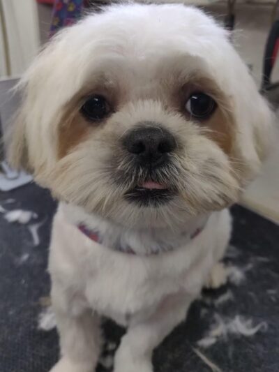 Wonder Mobile Grooming - ,