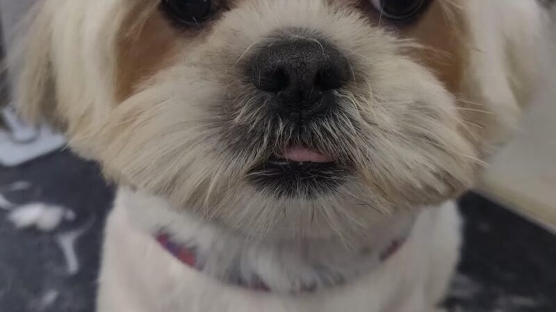 Wonder Mobile Grooming - ,