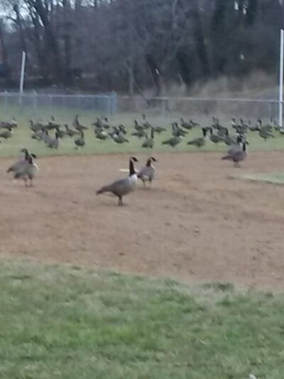 Hylbrook Park - Woodbridge, VA