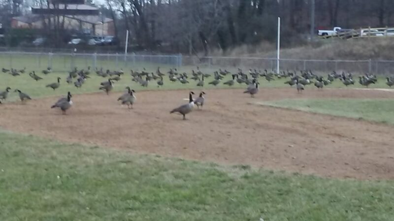 Hylbrook Park - Woodbridge, VA