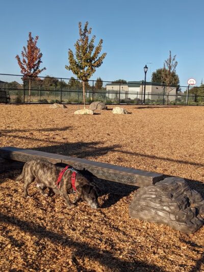 Jack Slaven Dog Park - Woodland, CA