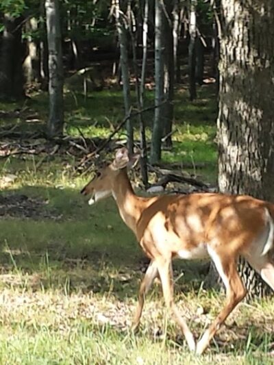 Rifle Camp Park - Woodland Park, NJ