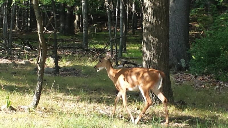 Rifle Camp Park - Woodland Park, NJ