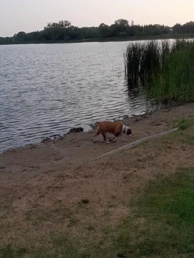 Dog Lake - Woodland Township, MN