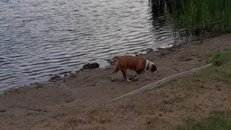 Dog Lake - Woodland Township, MN