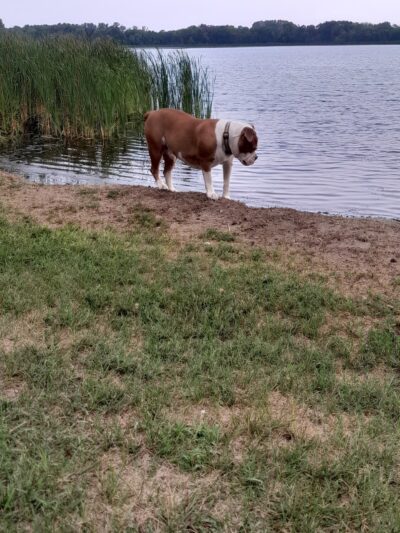 Dog Lake - Woodland Township, MN