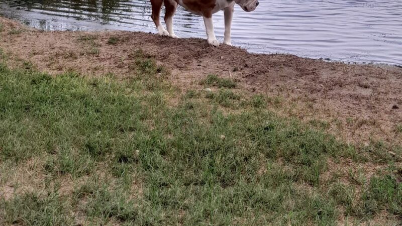 Dog Lake - Woodland Township, MN