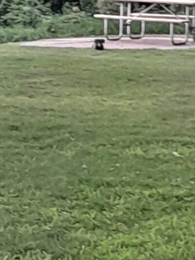 Dog Lake - Woodland Township, MN