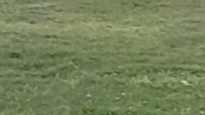 Dog Lake - Woodland Township, MN