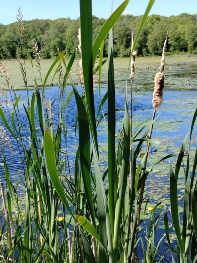 Wyndham Land Trust Bull Hill Forest Preserve - Woodstock, CT