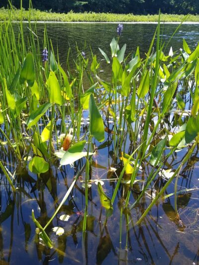 Nequasset Park - Woolwich, ME