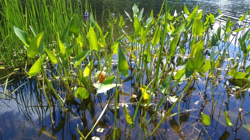 Nequasset Park - Woolwich, ME