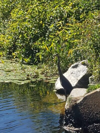 Nequasset Park - Woolwich, ME