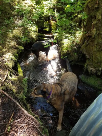 Nature Trail - Wrangell, AK