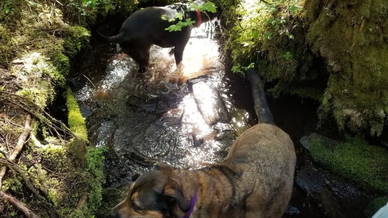 Nature Trail - Wrangell, AK