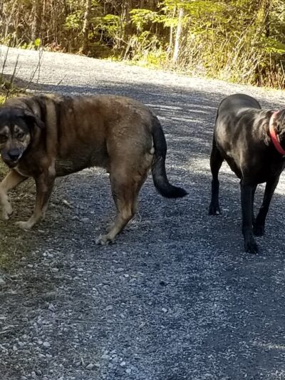 Nature Trail - Wrangell, AK