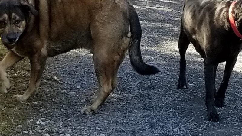 Nature Trail - Wrangell, AK