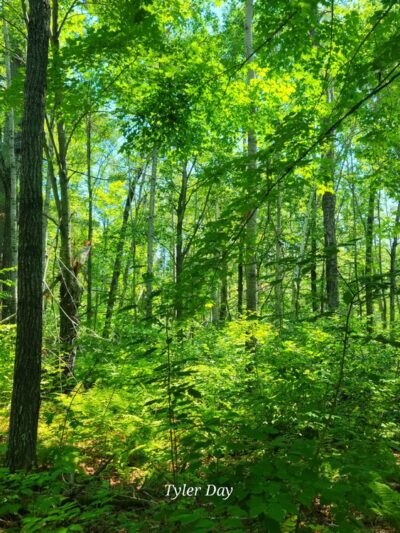 Superior Hiking Trail Wild Valley Rd. Trailhead - Wrenshall, MN