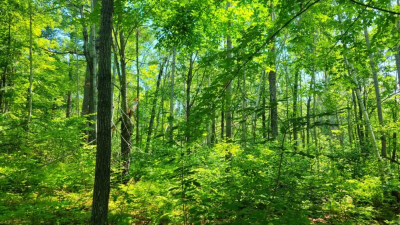 Superior Hiking Trail Wild Valley Rd. Trailhead - Wrenshall, MN