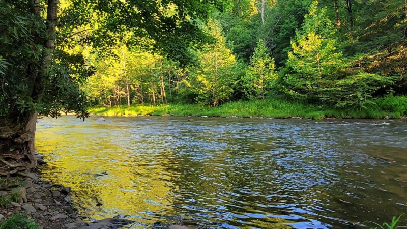 Lower Glady Dispersed Campground - Wymer, WV